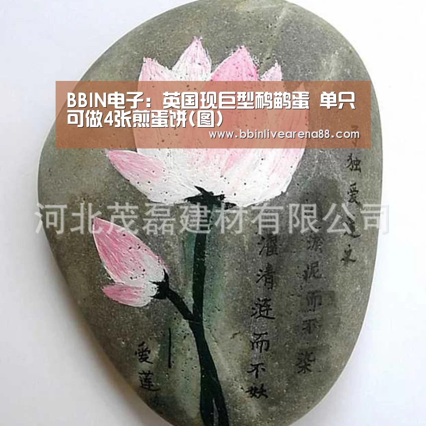 BBIN电子:英国现巨型鸸鹋蛋 单只可做4张煎蛋饼(图)(图2) BBIN体育