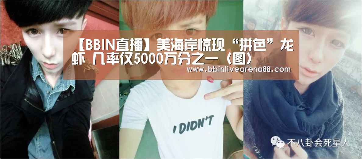 【BBIN直播】美海岸惊现“拼色”龙虾 几率仅5000万分之一(图)(图3) BBIN直播