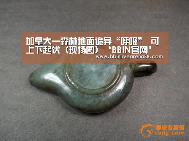加拿大一森林地面诡异“呼吸” 可上下起伏(现场图)‘BBIN官网’(图1) BBIN电子