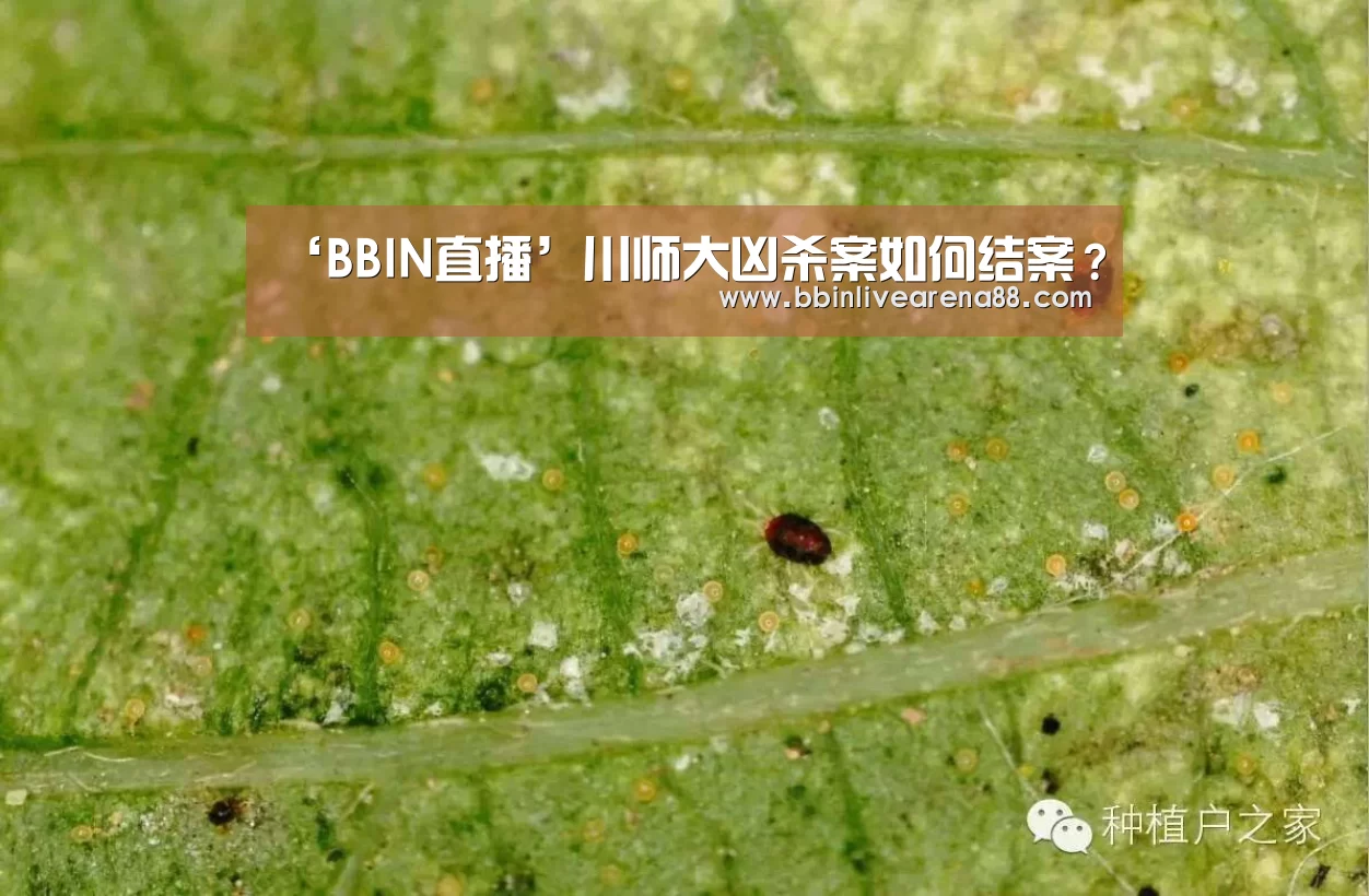 ‘BBIN直播’川师大凶杀案如何结案?(图2) BBIN电子